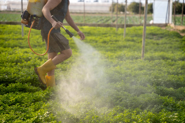 Best Ant Control Services  in Dupo, IL