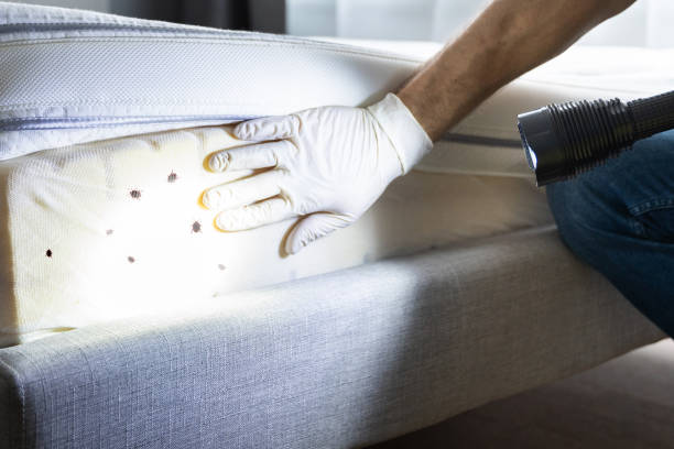 Best Residential Pest Control  in Dupo, IL