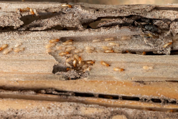 Best Bed Bug Extermination  in Dupo, IL