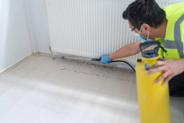 Best Local Pest Control Services  in Dupo, IL