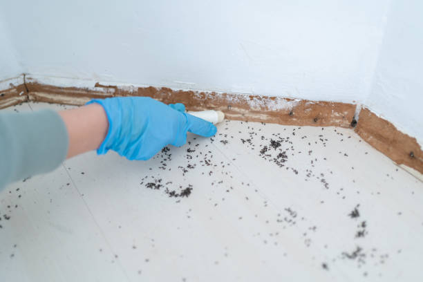 Best Affordable Pest Control Services  in Dupo, IL